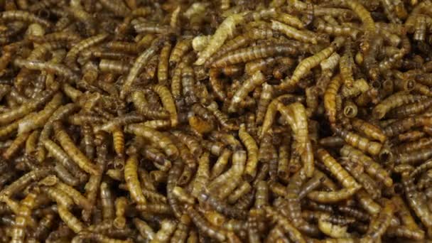 Dekat Dari Batch Mealworm Kering Serangga Untuk Dimakan — Stok Video