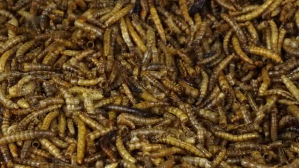 Close Batch Dried Meal Worms Being Added Freshly Produced Product — Stock Video