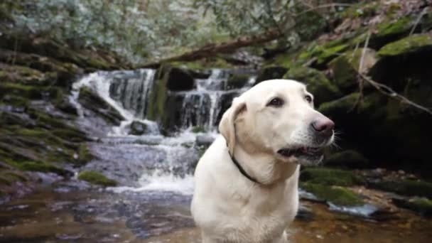 White Lab Sonríe Mientras Posa Frente Una Cascada Cámara Lenta — Vídeo de stock