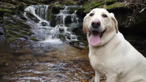 Beyaz Laboratuvar Köpeği Kameraya Poz Veriyor Şelale Arka Planda Ağır — Stok video