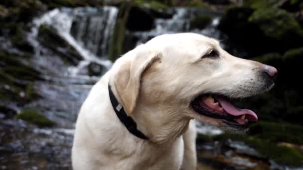 White Lab Looks Away Waterfall Flows Slow Motion Background — Stock Video