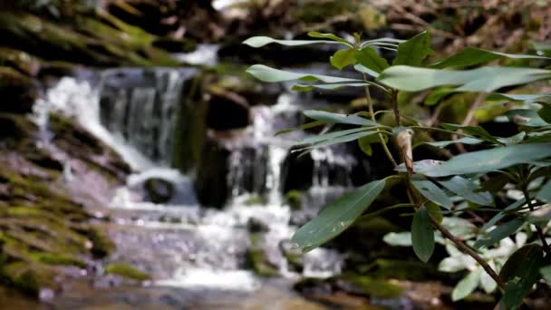 Vodopád Teče Zpomaleně Rododendronem Popředí Rychlostí 180 Snímků Sekundu — Stock video