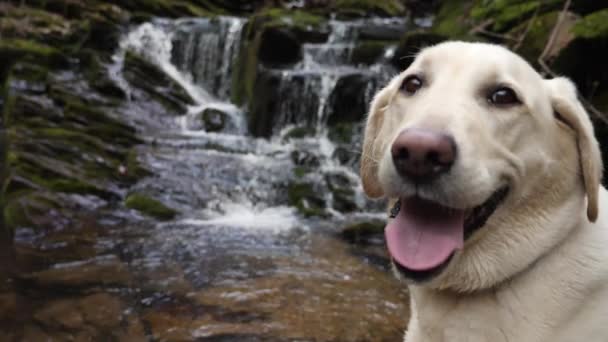 White Lab Waterfall Flowing Background Slow Motion — Stock Video