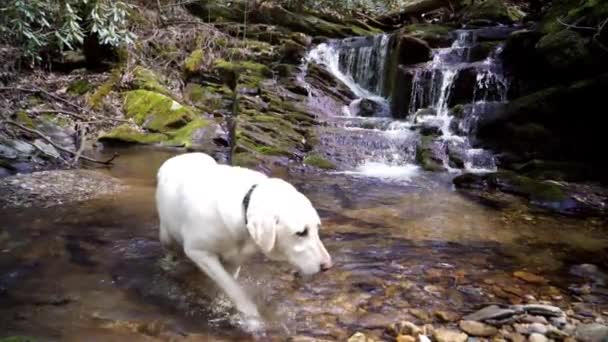 White Labrador Retriever Przechodzi Obok Kamery Zwolnionym Tempie Wodospadem Tle — Wideo stockowe