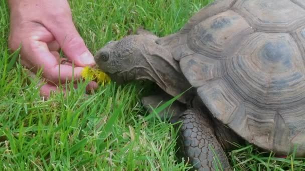 Çimlere Uzanmış Kaplumbağa Lezzetli Bir Karahindiba Yiyor — Stok video