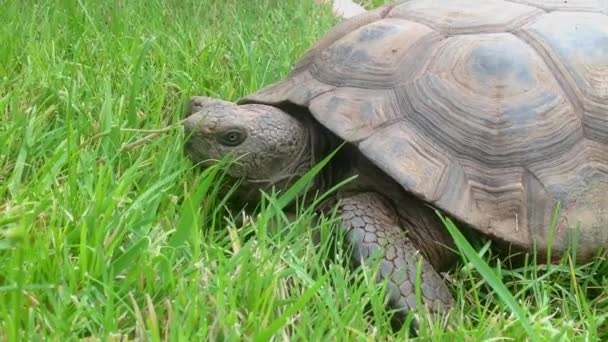 Tortuga Relajante Sobre Hierba Fresca Durante Caluroso Día Verano — Vídeo de stock