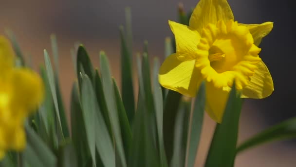 Beautiful Bright Yellow Flowers Shine Summer Sun Captured Slow Motion — Stock Video
