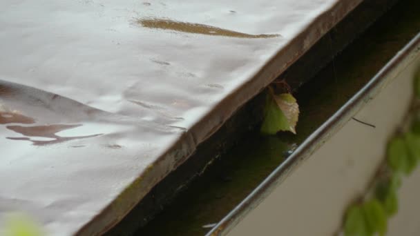 Дождливый День Листьями Водостока — стоковое видео