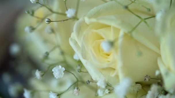 Detailní Makro Svatební Květina Rozdělit Zaměření Zpomaleném Filmu Tulipán Gypsophila — Stock video