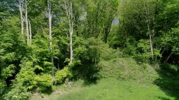 Tracking English Fields Green Tree Tops Amazing Devon Countryside Blue — Stock Video