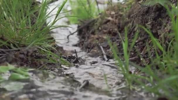 Kleiner Wasserlauf Neben Gras Und Braunen Blättern — Stockvideo