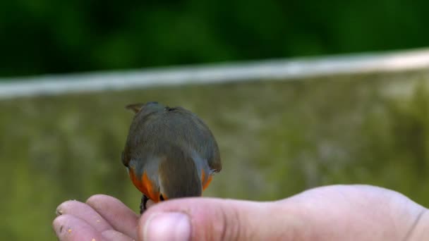 Close Robin Eating Nuts Caucasian Coloured Hand — Stock Video