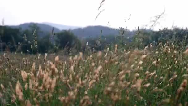 Enger Schuss Gras Weht Wind Den Appalachen — Stockvideo