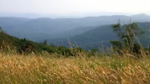 青い尾根山脈に吹く草の中芽 — ストック動画