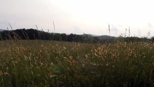 Wide Shot Grassy Meadow Appalachian Mountains — Stock Video