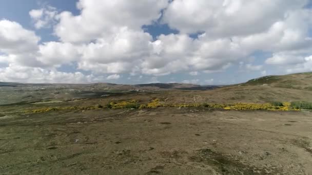 Aerial Tracking Beautiful Heathland Road Partitioning Vast Quantities Flowering Gorse — Stock Video