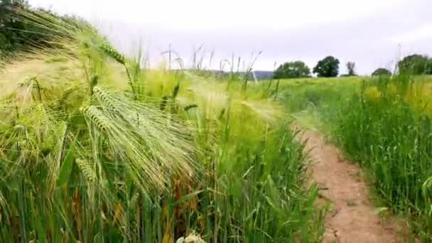 Bred Korn Vete Gröda Som Omger Väg För Vandrare Östra — Stockvideo