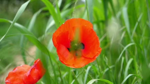 Twee Eenzame Papaver Bloemen Omgeven Door Maïs Gewas Planten — Stockvideo