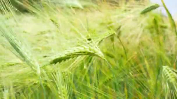 Detailní Záběr Pšeničných Uší Ječmene Foukajících Poryvech Větru Pozdní Jarní — Stock video