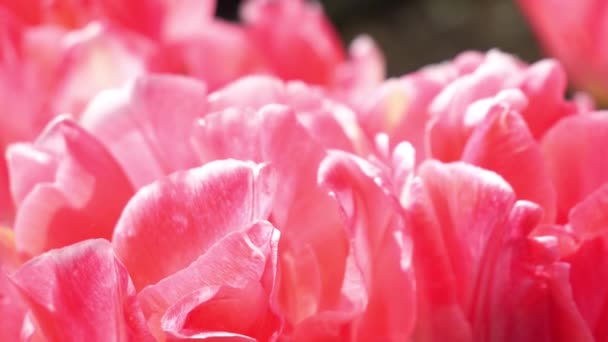 关闭在粉红色的花瓣上 令人惊奇的纹理和颜色的差异 — 图库视频影像