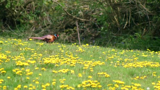 Ring Hals Fazant Wandelingen Achtergrond Een Paardenbloem Bedekt Grasveld — Stockvideo