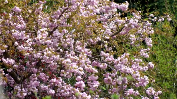 Çiçek Açan Bir Kiraz Ağacının Geniş Açılı Görüntüsü Baharın Başlarında — Stok video