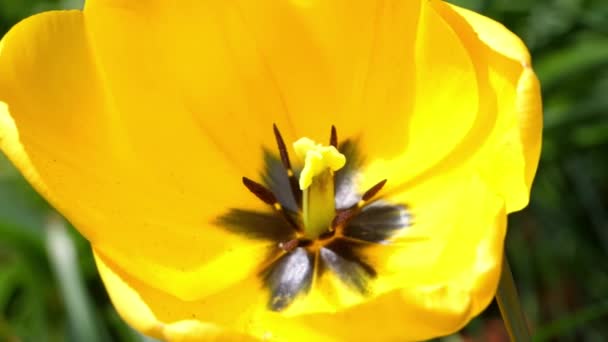 Zbliżenie Żółtego Kwiatu Tulipana Płatków — Wideo stockowe