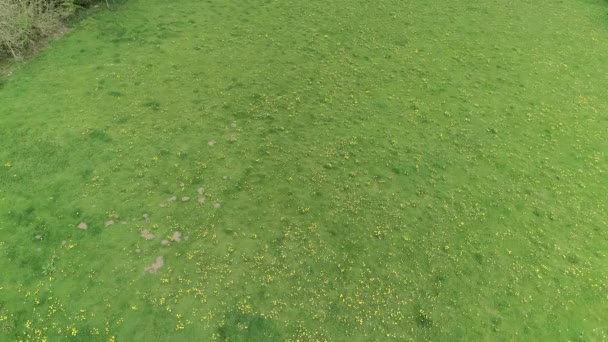 Die Antenne Neigt Sich Und Erhebt Sich Über Einem Grasfeld — Stockvideo