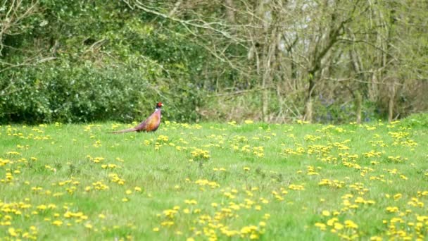 Ring Necked Pheasant Stands Watch Bright Green Field Full Dandelions — Stock Video