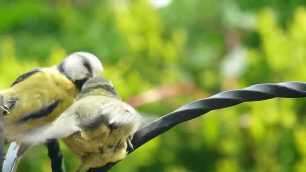 Close Fussy Chick Demanding Food Its Blue Tit Parent — Stock video