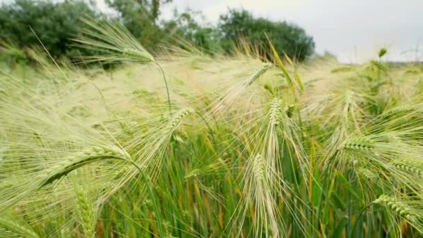 Imágenes Cámara Lenta Del Cultivo Trigo Cebada Verde Finales Primavera — Vídeos de Stock