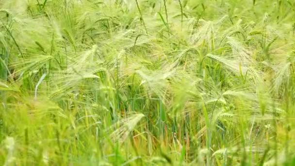 Mediados Primer Plano Campo Trigo Cebada Soplando Viento Finales Primavera — Vídeo de stock