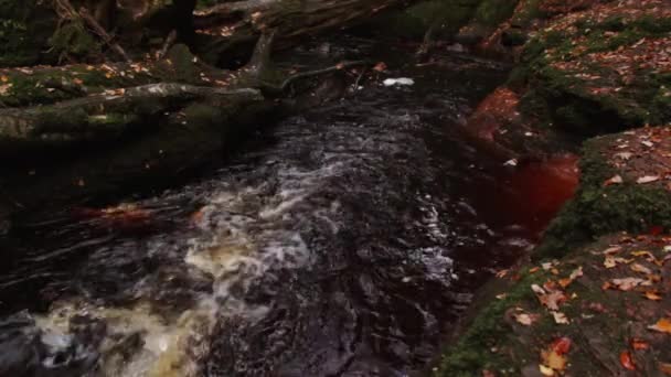 Fluss Bach Fließt Herbst Mit Abgefallenen Bunten Blättern Auf Dem — Stockvideo