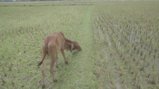 Small Village Bangladesh Cows Eating Grass Field Corps Has Been — Stock Video