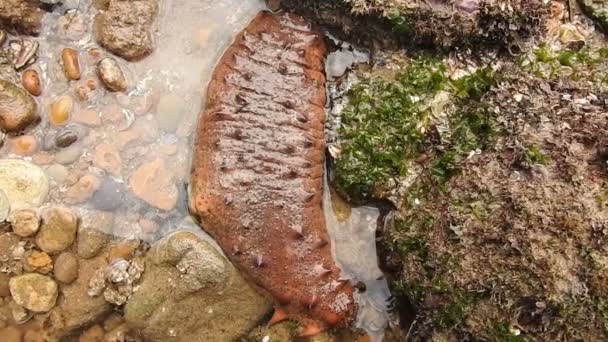 Bruine Zeekomkommer Rotsachtig Strand — Stockvideo