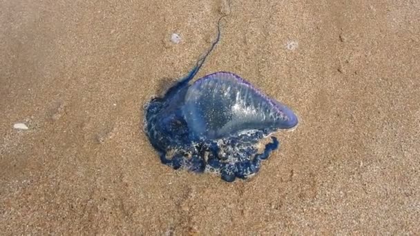 Πορτογαλικός Πόλεμος War Bluebottle Μέδουσες Ξεβράστηκε Στην Παραλία Tarfaya Μαρόκο — Αρχείο Βίντεο