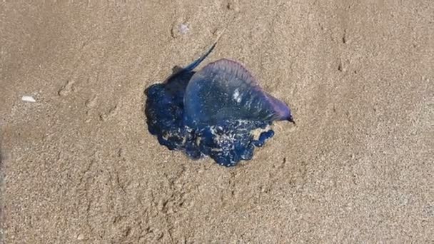 Πορτογαλικός Πόλεμος War Bluebottle Μέδουσες Ξεβράστηκε Στην Παραλία Tarfaya Μαρόκο — Αρχείο Βίντεο