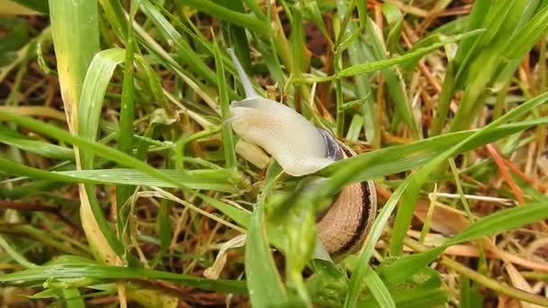 Gros Plan Escargot Glissant Sur Herbe Mousse Coquille Maison Spirale — Video