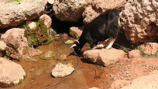 Chèvre Buvant Une Source Maroc — Video