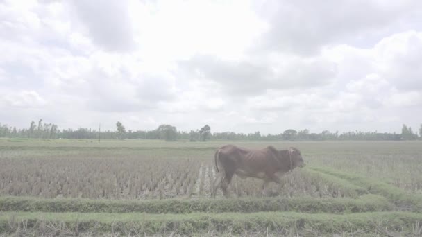 Vache Mangeant Herbe Dans Rizière — Video