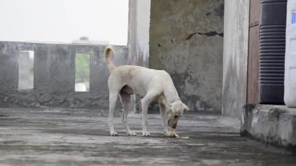 Verdwaalde Hond Plukken Brood Eten Loopafstand — Stockvideo