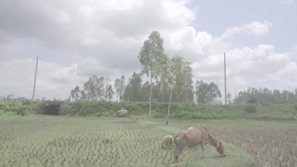 Äter Gräs Vägkanten Paddyfält Efter Att Grödorna Har Skurits Ner — Stockvideo