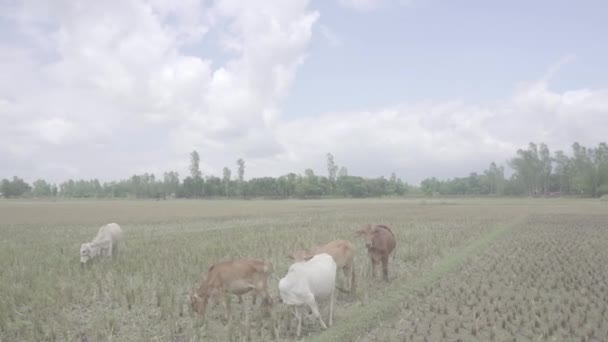 Flock Kossor Går Fältet — Stockvideo