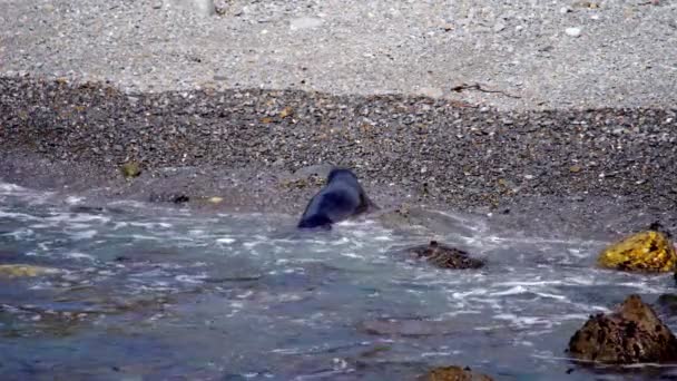 Phoque Éléphant Sur Côte Pacifique Californie — Video