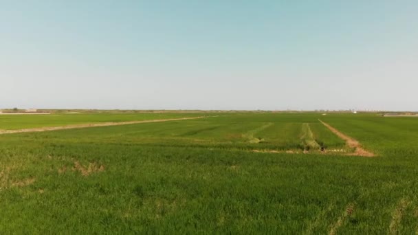 Vista Aérea Los Cultivos Arroz Verde — Vídeo de stock