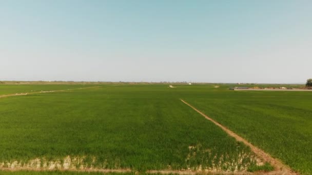 Luftaufnahme Von Reispflanzen Der Albufera Spanien — Stockvideo