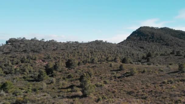 Forêt Pins Dans Les Montagnes Calderona Espagne — Video