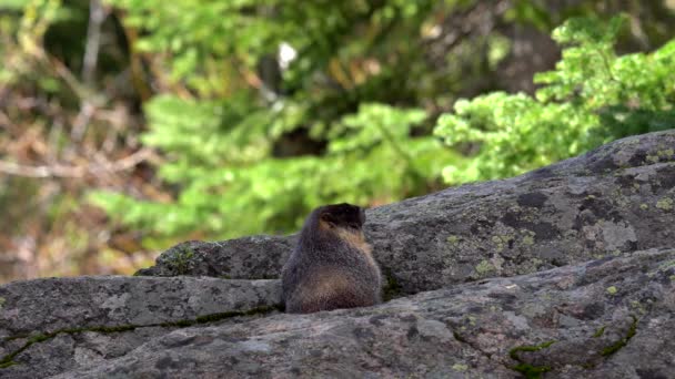 Gele Buik Marmot Rocky Mountains — Stockvideo