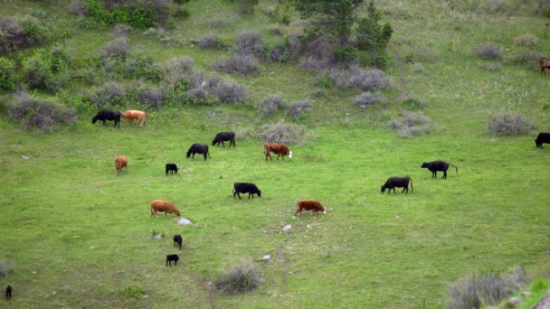 Pascolo Bovini Campo Verde — Video Stock