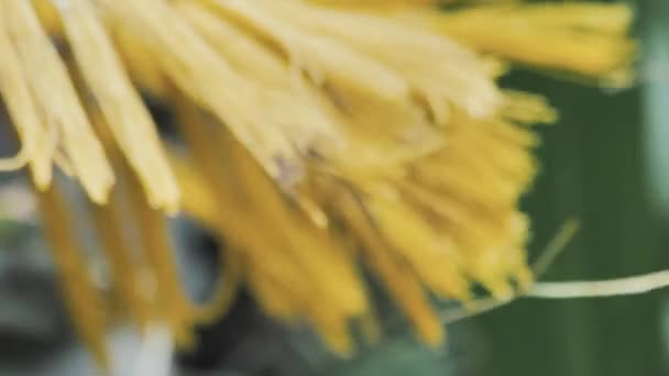 Pompons Parapluie Jaune Balinais Soufflant Dans Vent — Video